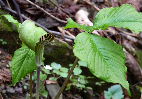 {Arisaema triphyllum}